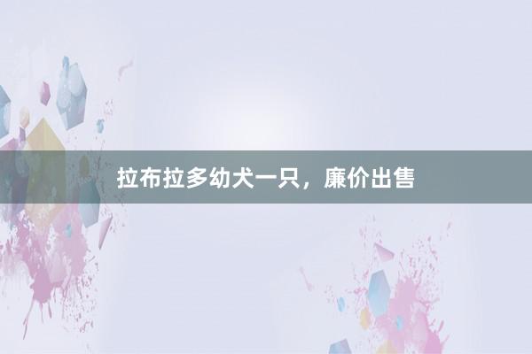 拉布拉多幼犬一只，廉价出售